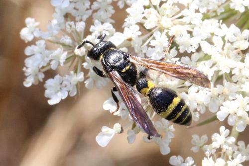 Discoelius dufourii