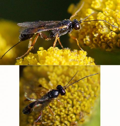 Réf. 106 968 : Pristomerus sp.