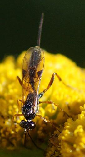 Pristomerus sp.