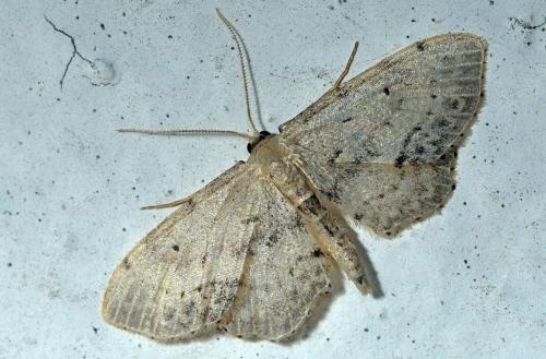 Réf. 106 296 : Idaea dimidiata