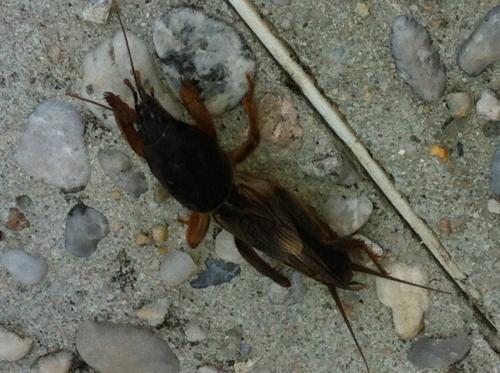 Gryllotalpa sp.