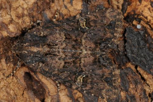 Réf. 106 424 : Mesapamea secalis