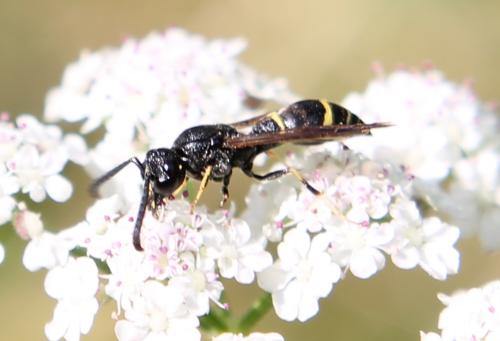 Microdynerus sp.