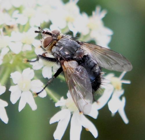 Panzeria anthophila