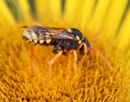 Nomada fucata