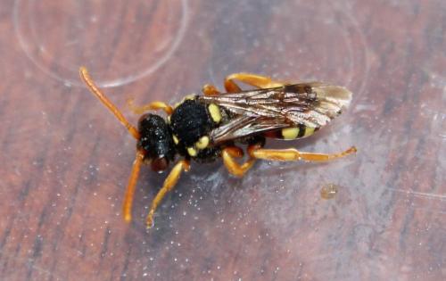 Réf. 106 506 : Nomada fucata