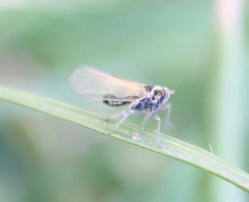 Javesella sp.