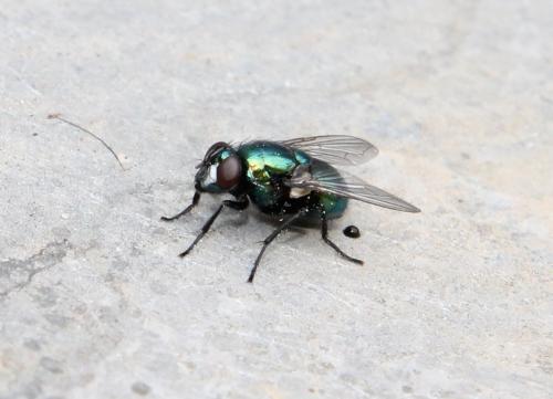 Réf. 106 642 : Neomyia cornicina