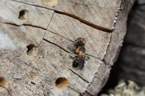 Megachile sculpturalis