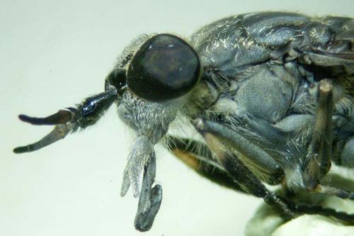 Haematopota pluvialis