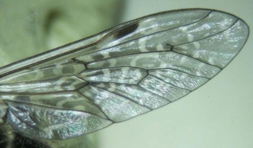 Haematopota pluvialis