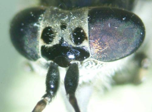 Réf. 106 182 : Haematopota pluvialis