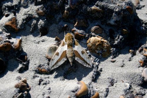 Hyles euphorbiae