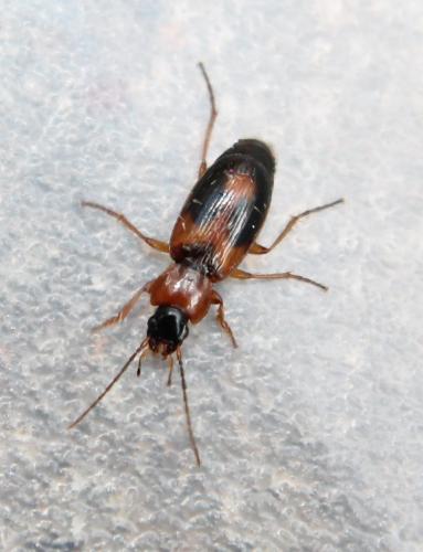 Badister bullatus