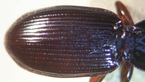 Stomis pumicatus