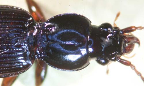 Stomis pumicatus