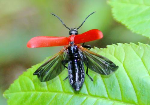 Réf. 106 209 : Pyrochroa coccinea