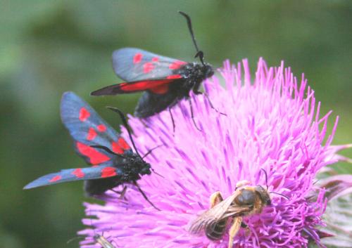 Zygaena sp.