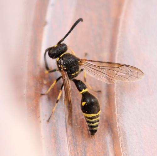 Eumenes sp.