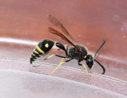 Eumenes sp.