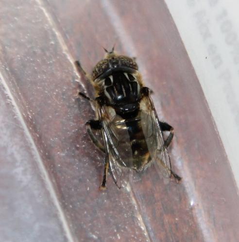 Réf. 106 846 : Eristalinus sepulchralis