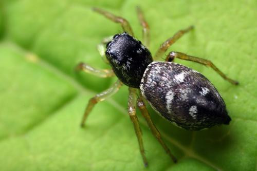 Heliophanus cupreus