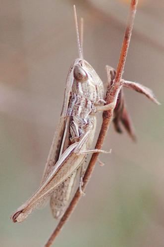 Euchorthippus elegantulus