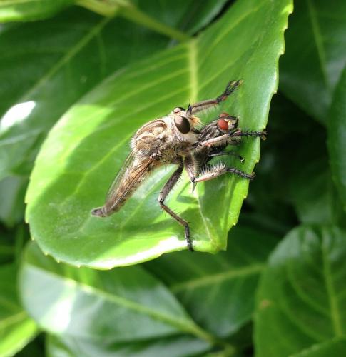 Machimus sp.