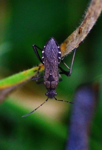 Alydus calcaratus