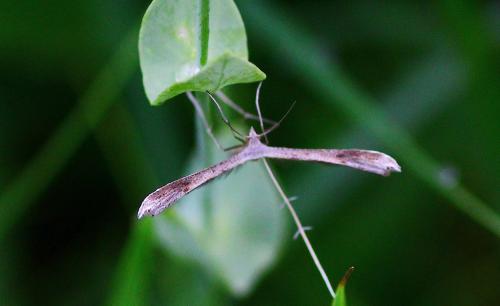 Stenoptilia sp.