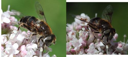Réf. 106 740 : Eristalis rupium