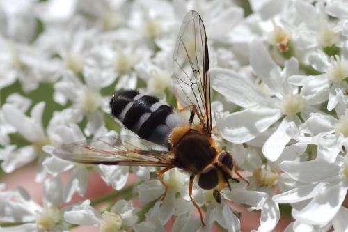 Réf. 106 655 : Leucozona glaucia
