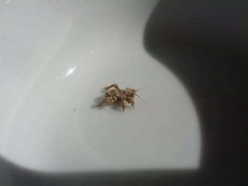 Reduvius personatus