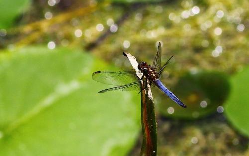 Orthetrum coerulescens