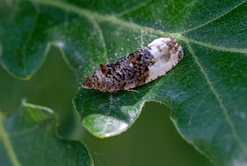 Hedya nubiferana
