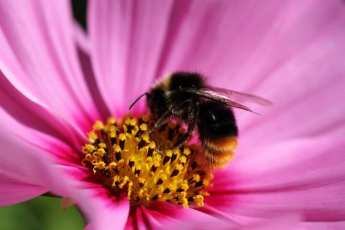 Bombus sp.
