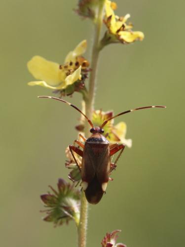 Réf. 106 850 : Adelphocoris vandalicus