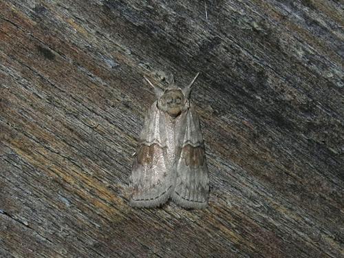 Réf. 106 437 : Nycteola sp.
