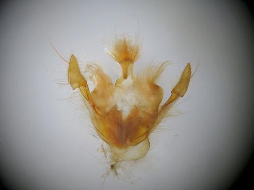 Nycteola sp.