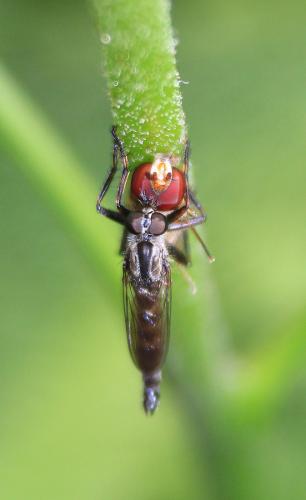Tolmerus atricapillus