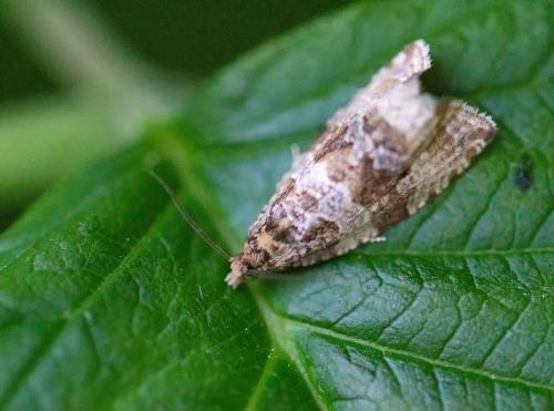 Celypha rivulana