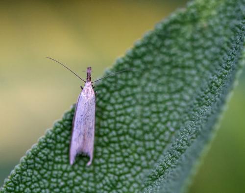 Pleurota sp.