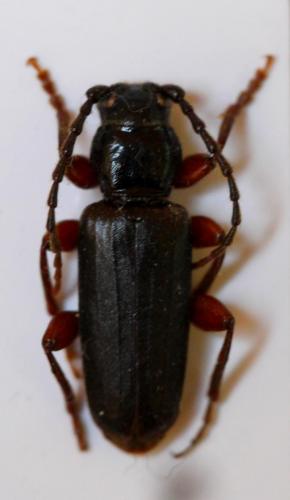 Réf. 106 065 : Tetropium castaneum