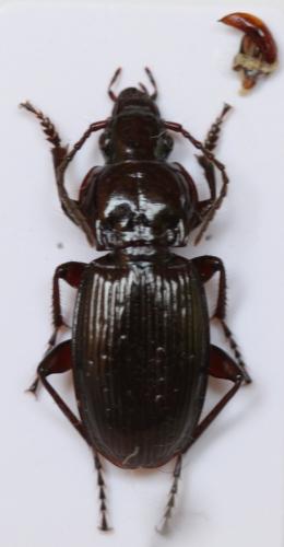 Réf. 106 089 : Pterostichus morio