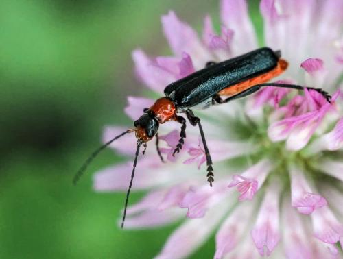 Ancistronycha abdominalis