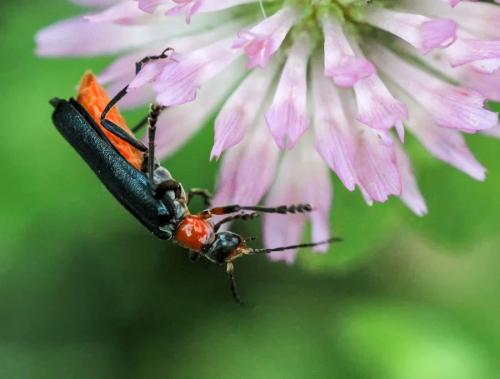 Ancistronycha abdominalis