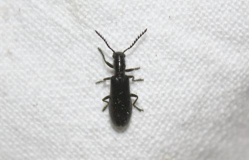 Tillus elongatus