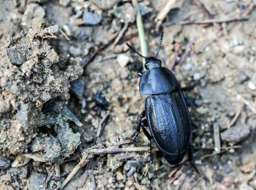 Silpha sp.