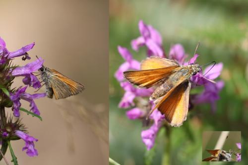 Réf. 106 011 : Thymelicus sylvestris