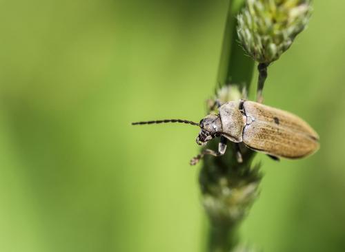 Dascillus cervinus